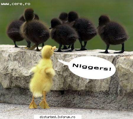 funny jpg! rasism...