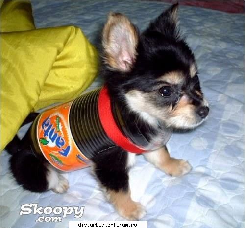 Funny Jpg! - hahahah costum fanta - Jpg Mania