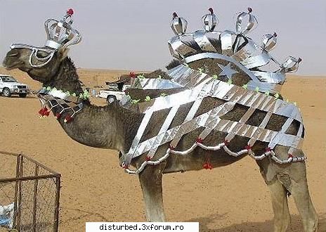 Funny Jpg! - P.I.M.P my camel :) - Jpg Mania