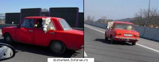 Funny Jpg! - noul FERRARI ENZO LADA F 50 (in varianata 4x4) - Jpg Mania