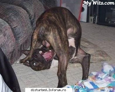 Funny Jpg! - DisTurB3D - Jpg Mania