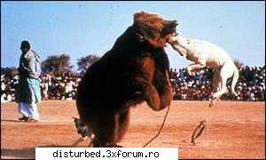 Jpg-uri terifiante - cica...lupte cu animale - Jpg Mania